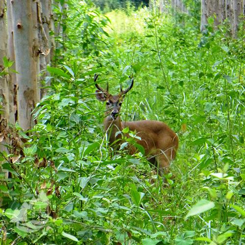 venado