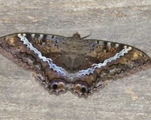 Ascalapha odorata (Saturniidae) 1-min