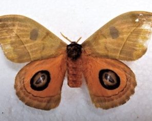 Automeris coresus (Saturnidae) 1-min