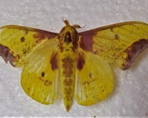 Eacles imperialis (Saturnidae) 1-min